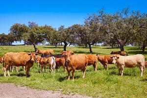 1520416434_bigstock-cows-grazing-in-extremadura-de-159553217